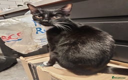Mixed Breed cats for sale: 5 kittens 75 each - Image 6