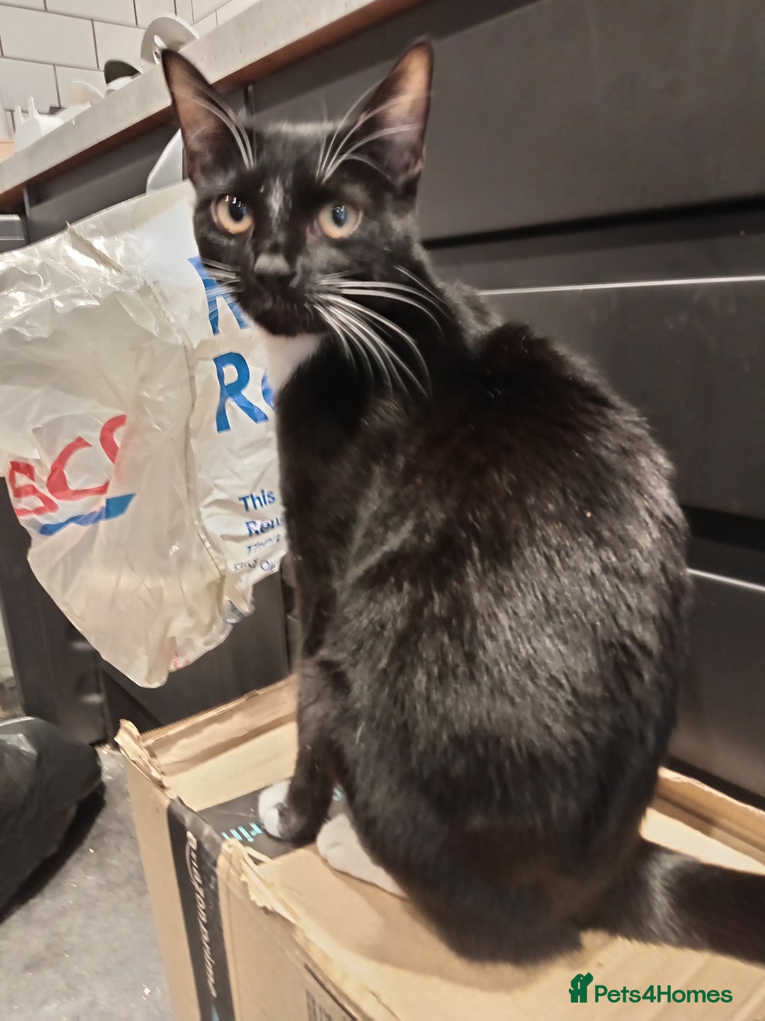 Mixed Breed cats for sale: 5 kittens 75 each - Image 6