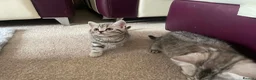 British Shorthair cats for sale: British Blue Shorthair Silver Tabby kittens - Advert 17