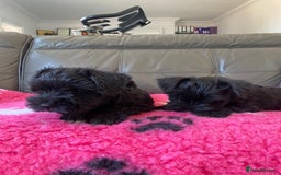 Miniature Schnauzer dogs for sale: Reduced. Miniature Schnauzer black pups. KC & MAC  - Image 10