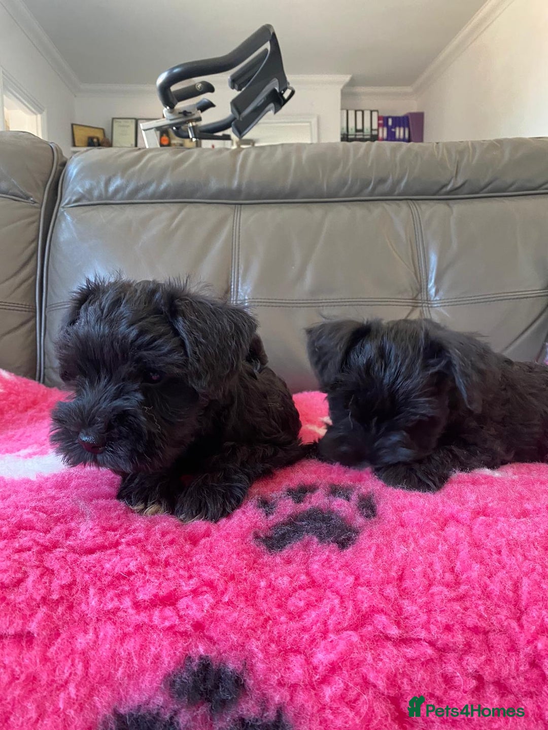 Miniature Schnauzer dogs for sale: Reduced. Miniature Schnauzer black pups. KC & MAC  - Image 10