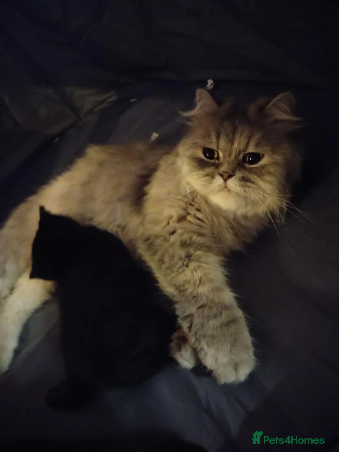 Mixed Breed cats for sale: Persian cross kitties  in Doncaster - Advert 1