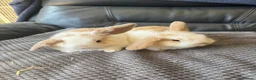 Mini Lop rabbits for sale: Baby mini lops  - Advert 7