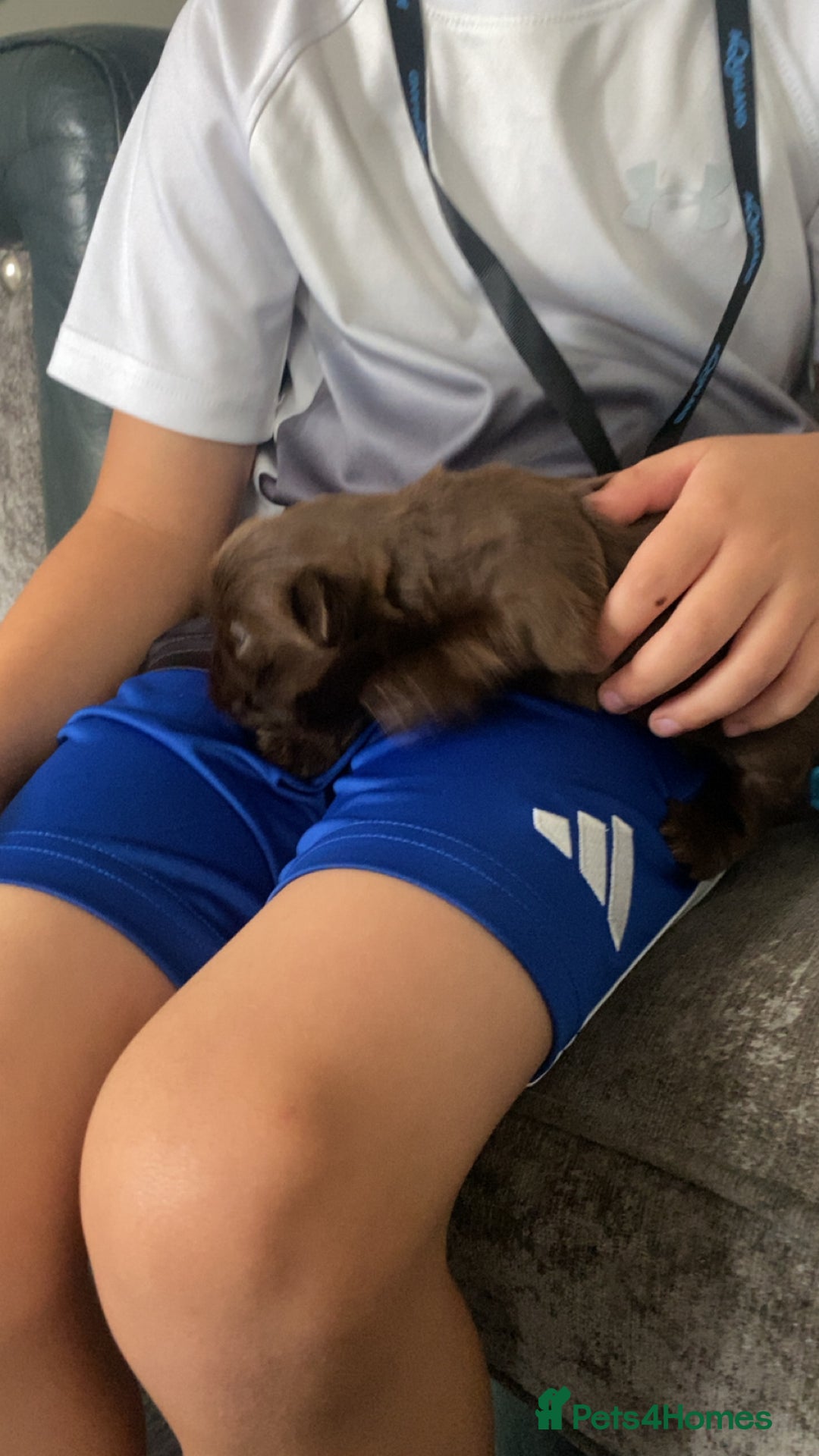 Shih Tzu dogs for sale: Imperial chocolate Shih-Tzu Puppy - Image 3