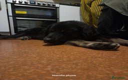 Mixed Breed dogs for sale: Albert - Advert 2