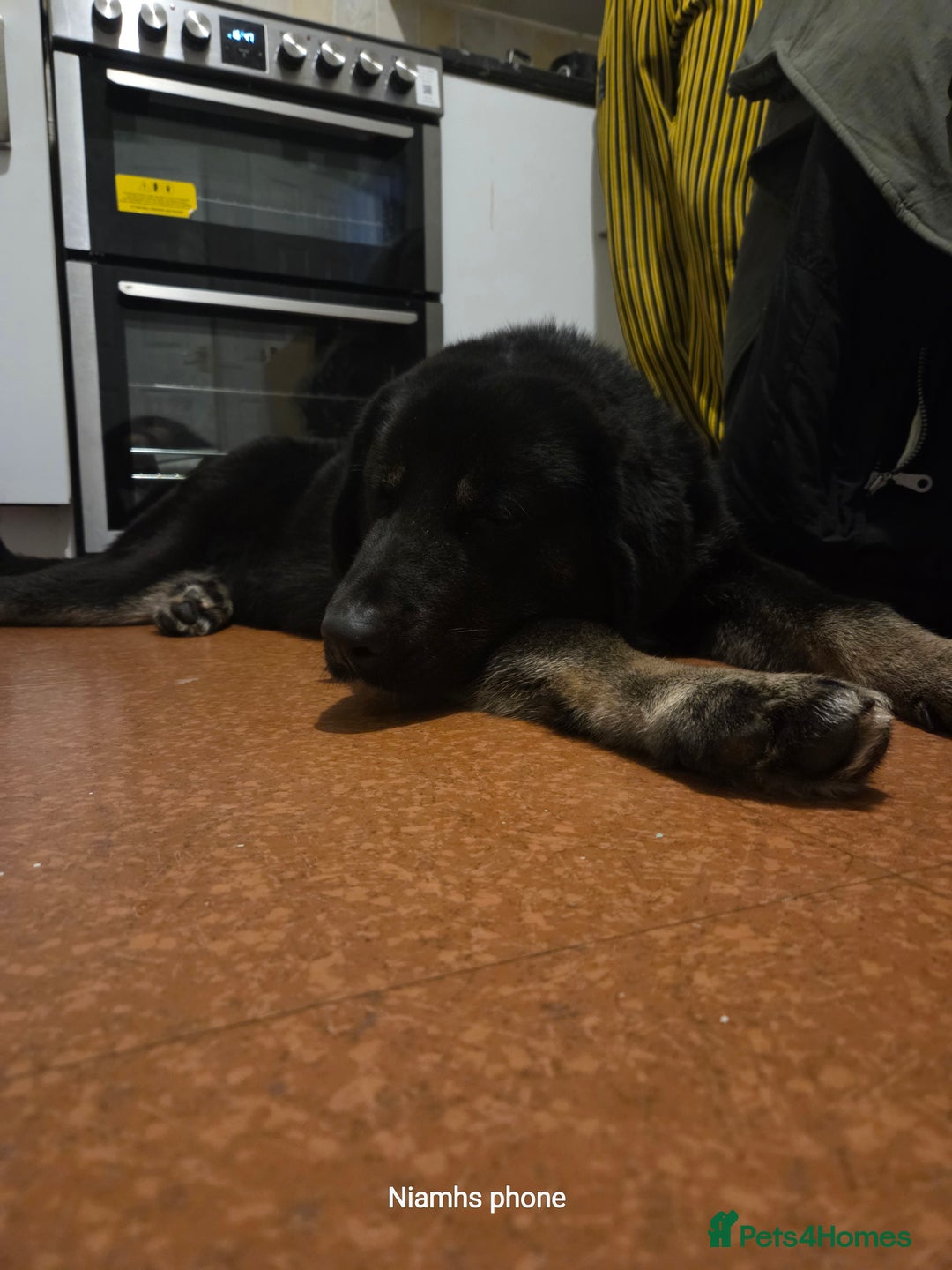 Mixed Breed dogs for sale: Albert - Advert 2