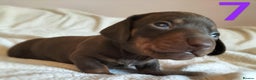 Miniature Dachshund dogs for sale: Stunning Miniature Dachshund Puppies 2 Week Old - Advert 8