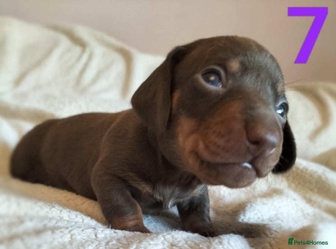 Miniature Dachshund dogs for sale: Stunning Miniature Dachshund Puppies 2 Week Old - Advert 8