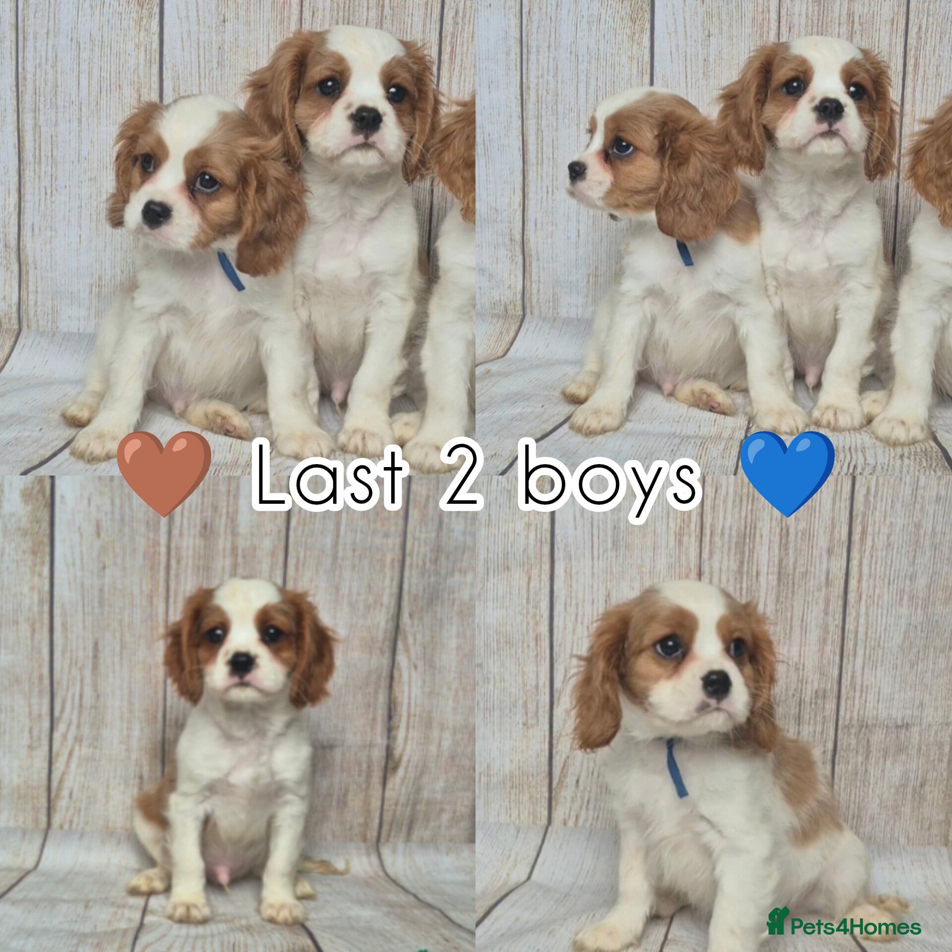 Cavalier King Charles Spaniel dogs 2 boys left ready to go now ❤️ - Advert 4