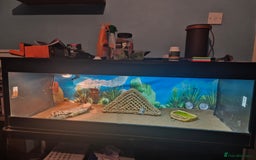 Tortoise reptiles for sale: Tortoise  - Image 2