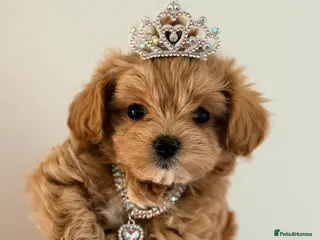 Maltipoo dogs 👑 One in a Million Rare F1 Tiny Asian Maltipoo 👑 - Advert 3