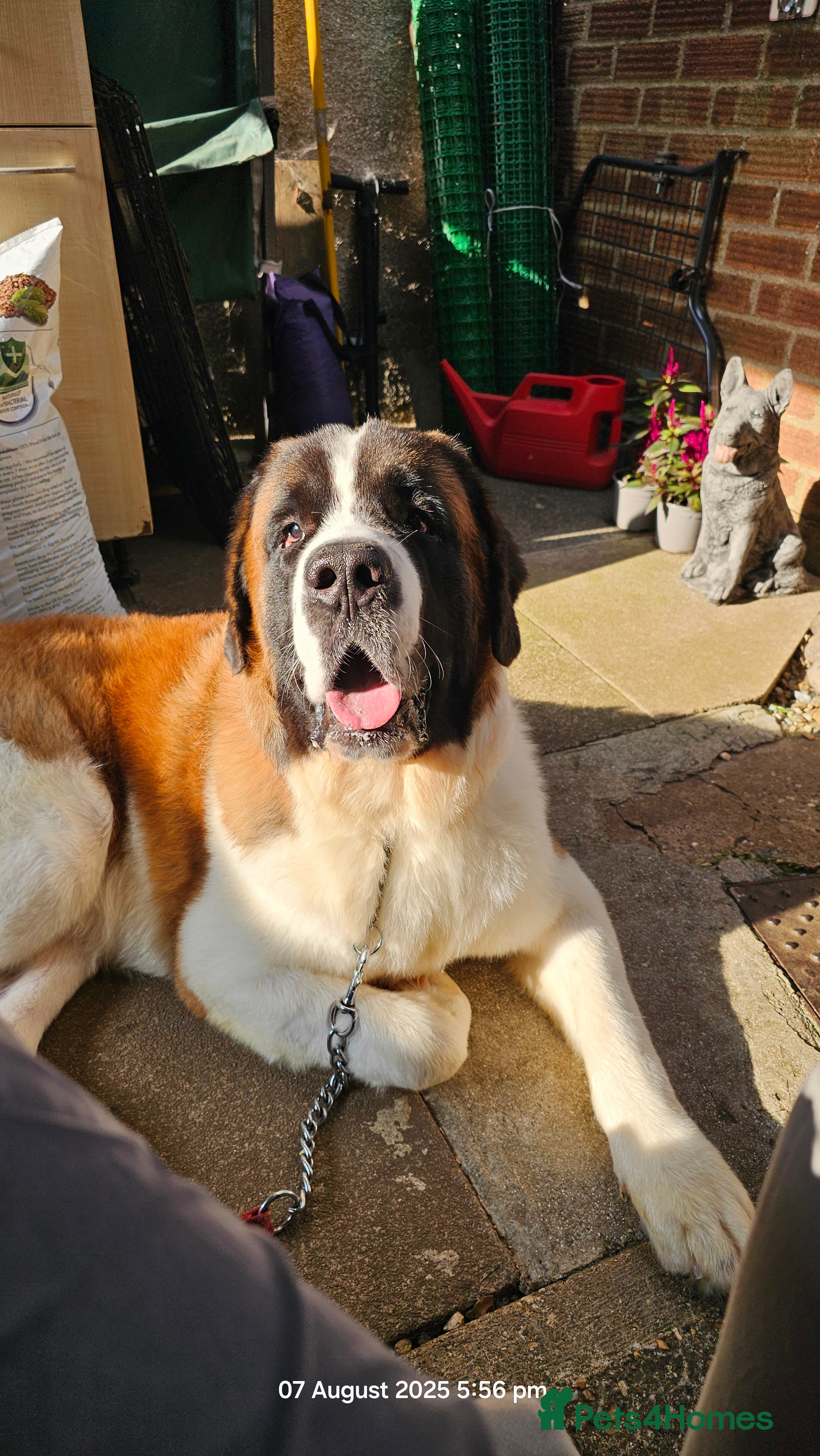Saint Bernard dogs Kc reg PROVEN Saint bernards for stud  - Advert 2