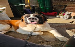 Saint Bernard dogs for stud: Kc reg Saint bernard for stud  in Bedford - Image 13