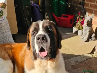 Saint Bernard dogs Kc reg PROVEN Saint bernards for stud - Advert 2