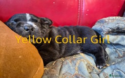 Mixed Breed dogs for sale: Beautiful Chunky Chow-Pei Puppies - Image 9