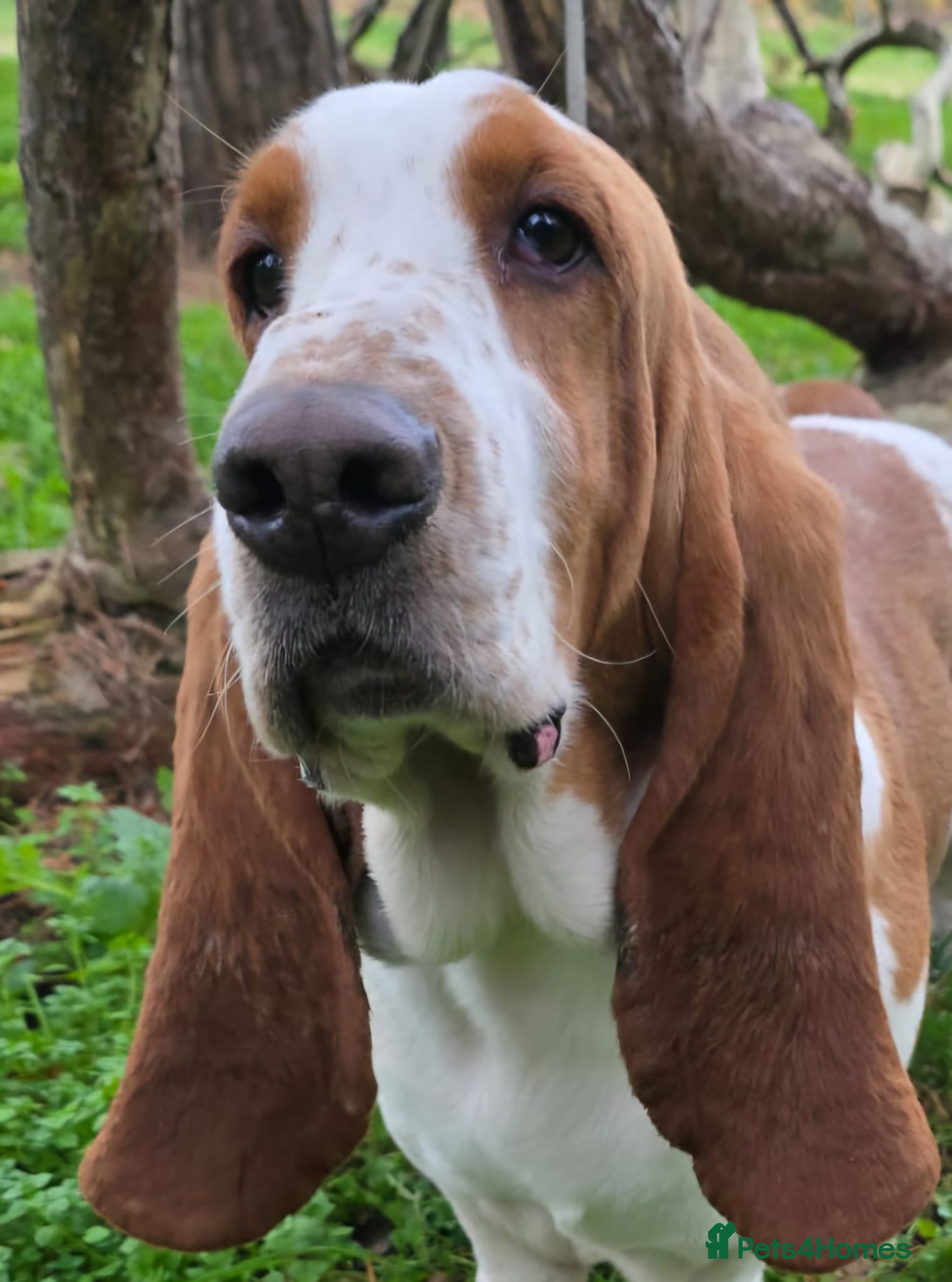 Basset Hound dogs Handsome Red & White KC Reg Basset Hound For Stud - Advert 3