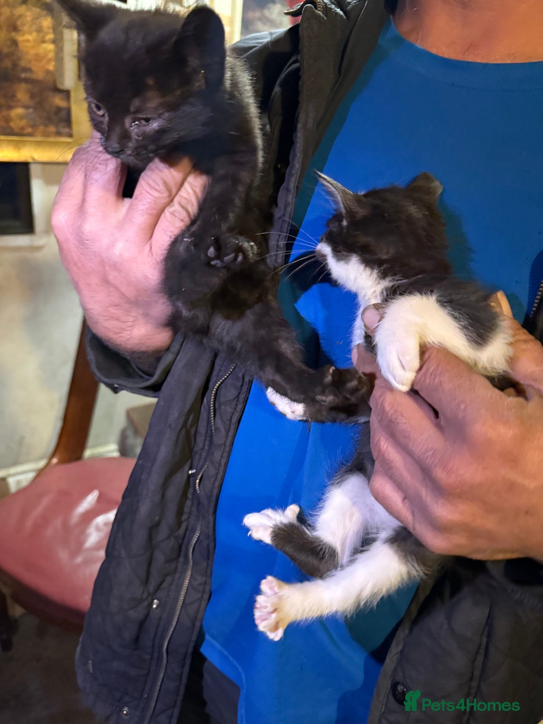 Mixed Breed cats for sale: Kittens for sale  - Image 5