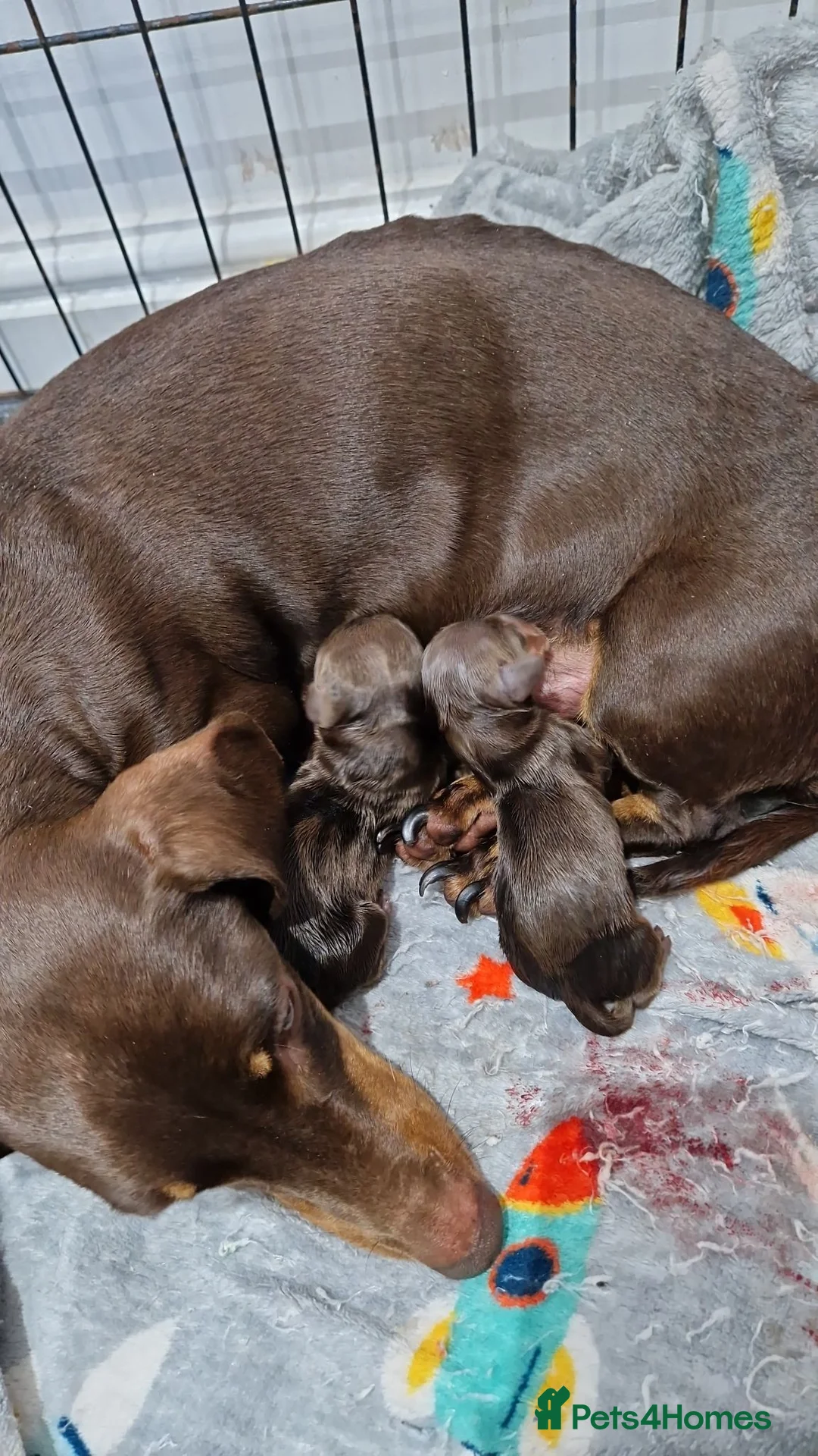 Miniature Dachshund dogs for sale: Quality Miniature Dachshund Puppies  - Advert 2