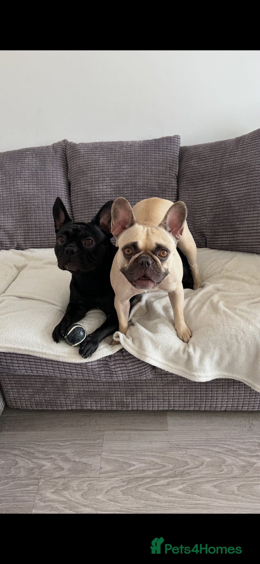 French Bulldog dogs Rehome 2 beautiful frenchies  - Advert 10