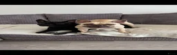 French Bulldog dogs for sale: Rehome 2 beautiful frenchies  - Advert 1