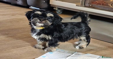 Shih Tzu dogs - Advert 12
