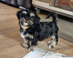 Shih Tzu dogs - Advert 11