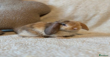 Mini Lop rabbits - Advert 16