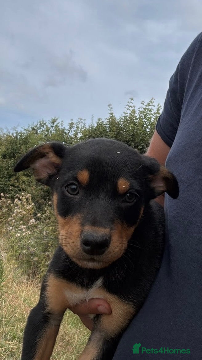 Australian Kelpie dogs Kelpie Pup - Advert 12
