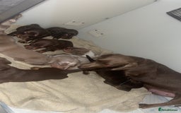 Miniature Dachshund dogs for sale: KC Registered Miniature Dachshund  - Image 29