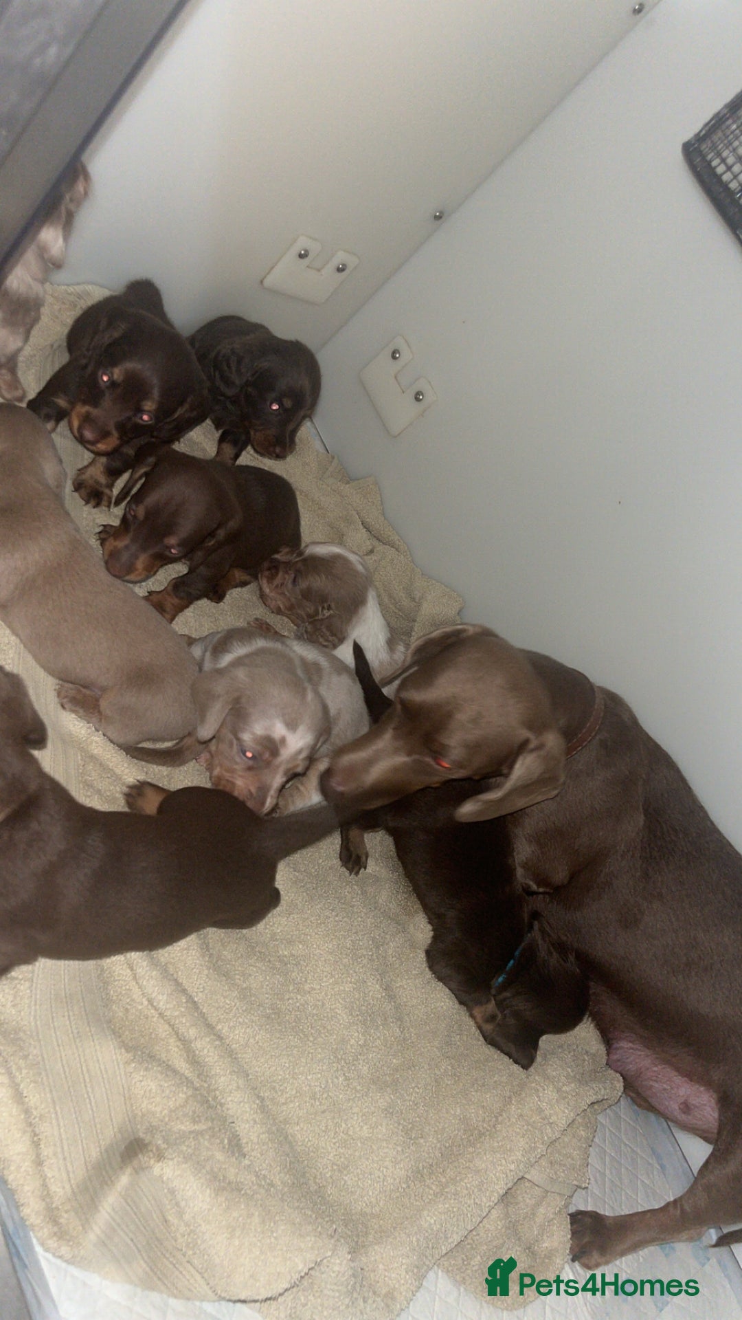 Miniature Dachshund dogs for sale: KC Registered Miniature Dachshund  - Image 29