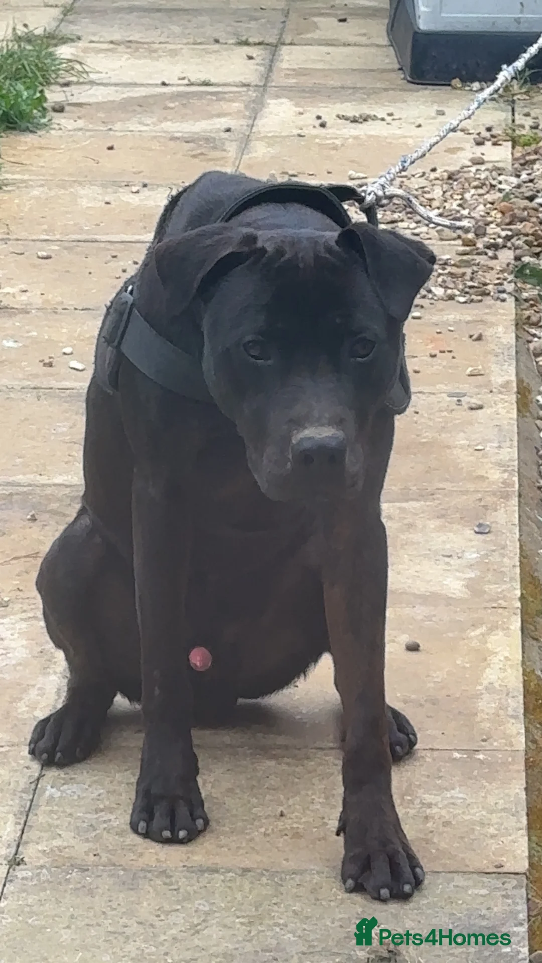 Mixed Breed dogs for sale: 14-Month-Old Shadow - Cane Corso x Doberman  - Advert 2