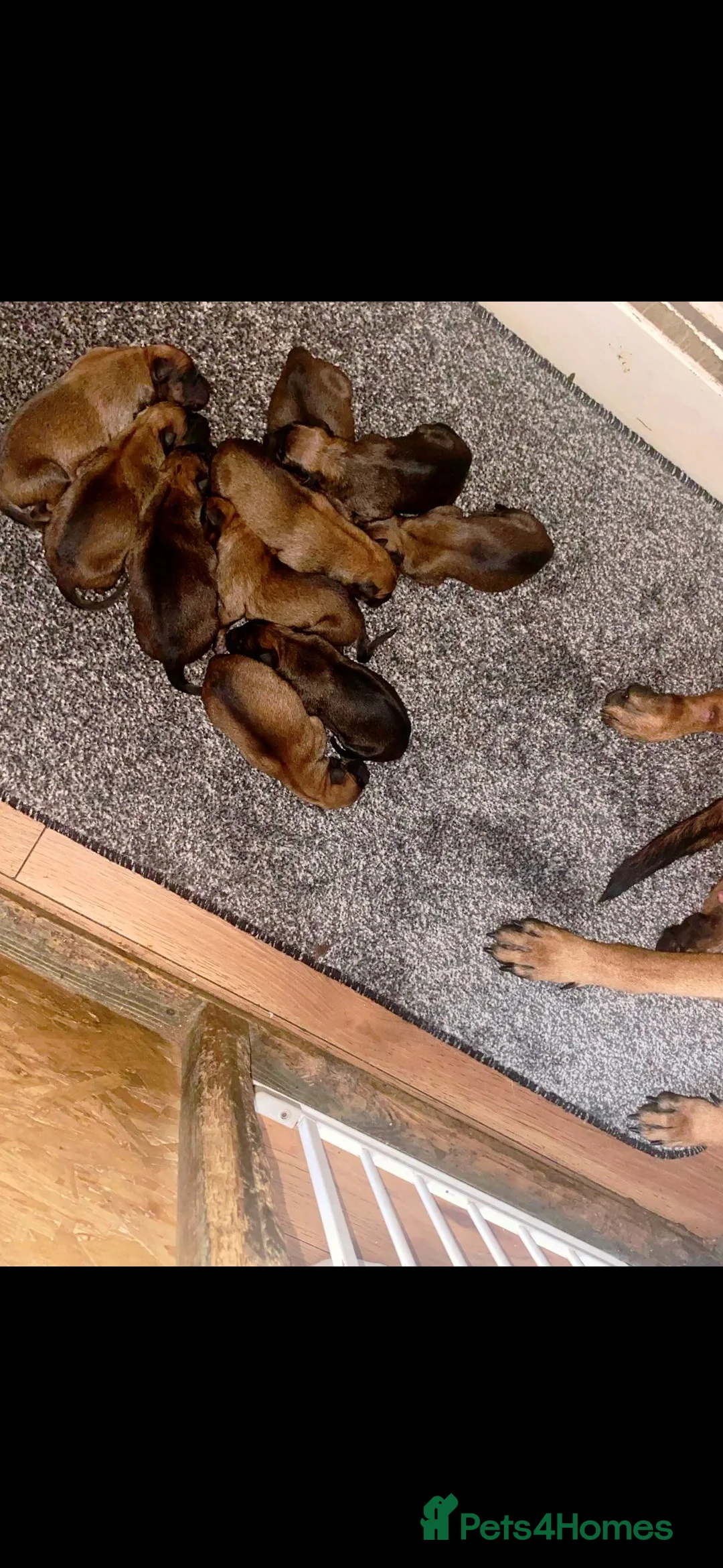 Belgian Shepherd Dog dogs for sale: Belgian Malinois Puppies- Ready for Loving Homes in Boston - Advert 7