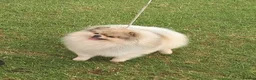 Pomeranian dogs for sale: KC mini Pomeranian  - Advert 36