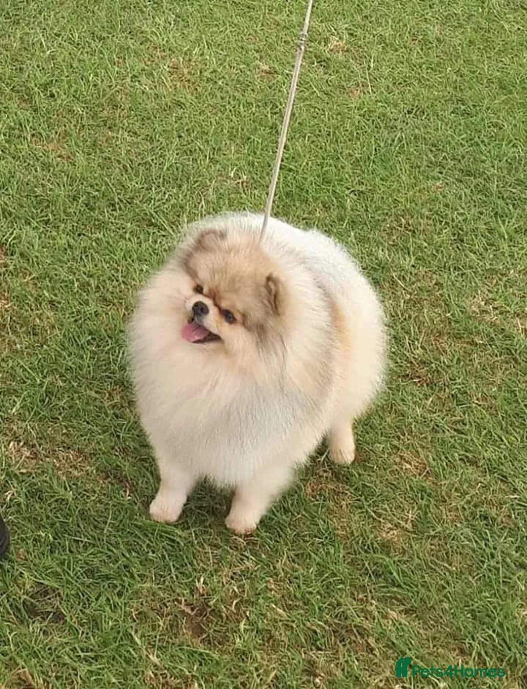 Pomeranian dogs for sale: KC mini Pomeranian  - Advert 36