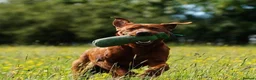 Labrador Retriever dogs for sale: Waiting list open - dark reds - health tested - Advert 3