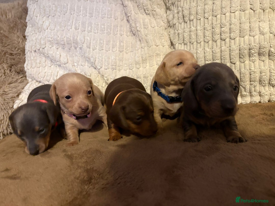 Miniature Dachshund dogs for sale: Miniature dachshund puppies forsale - Advert 9