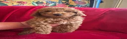 Cavapoo dogs for sale: Cavapoo in Yeovil - Advert 2