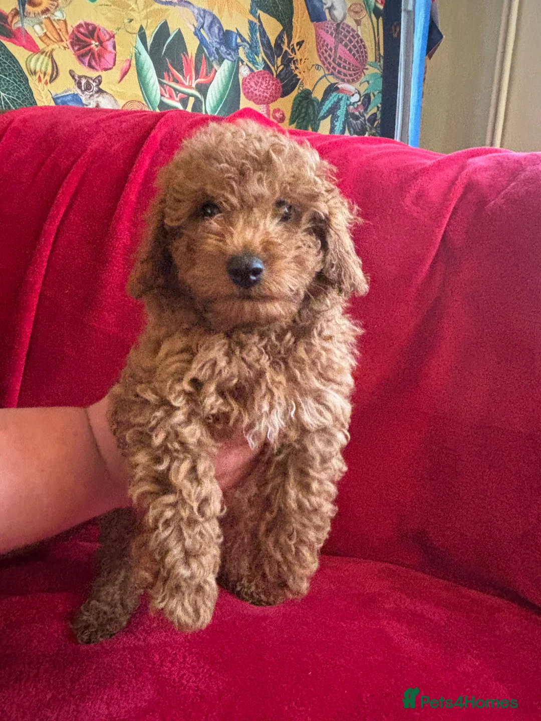 Cavapoo dogs for sale: Cavapoo in Yeovil - Advert 2