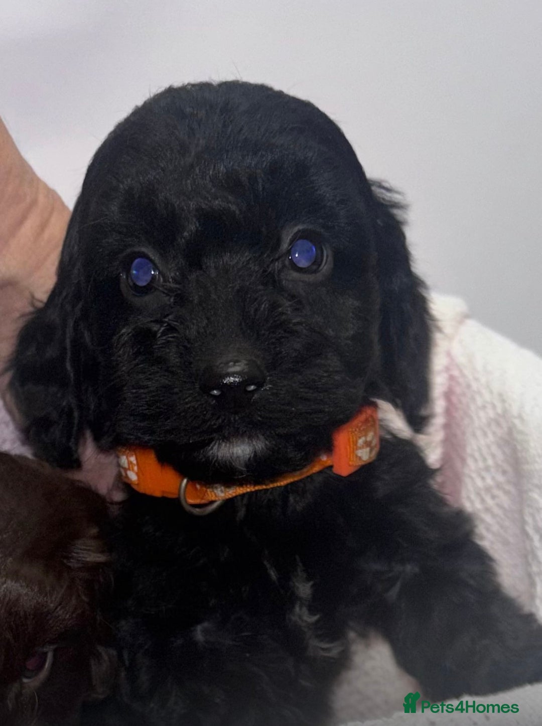 Cockapoo dogs for sale: 3 remaining Adorable cockapoo puppies  - Advert 8