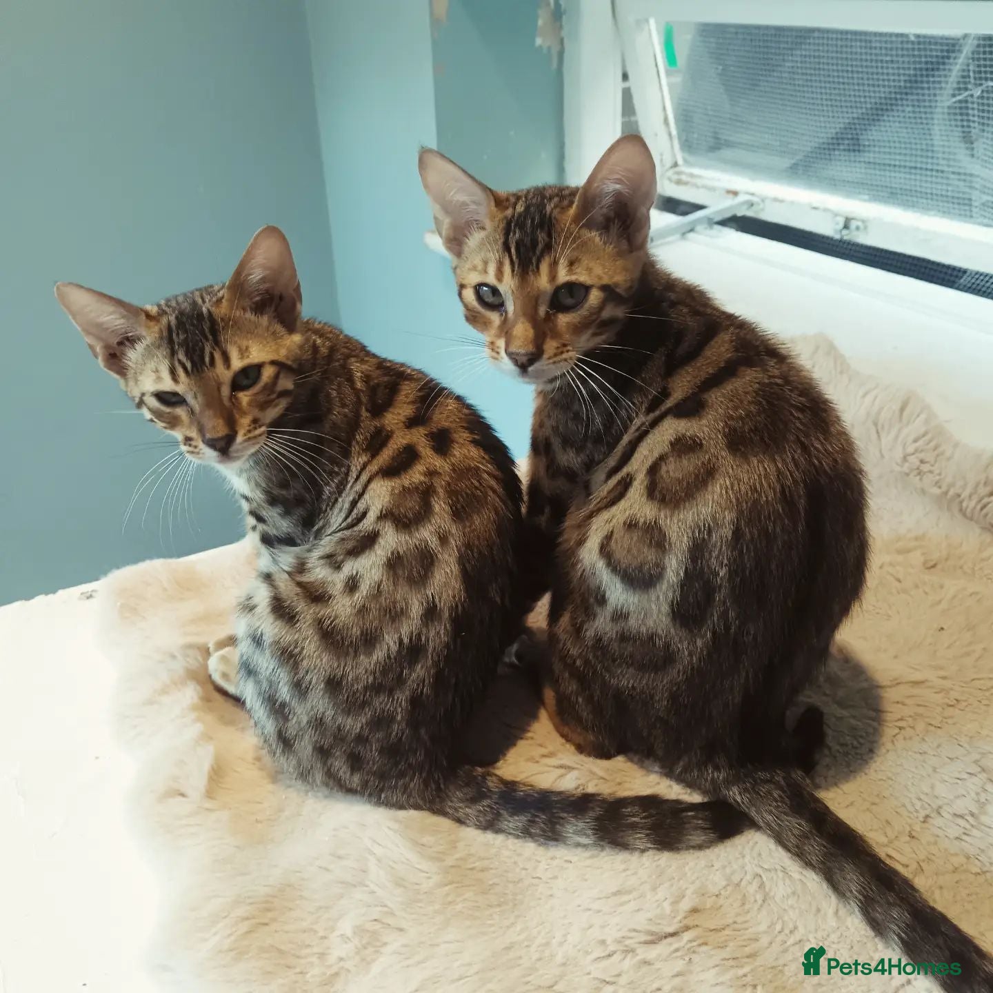 Bengal cats Tica RG pure bengels - Advert 1