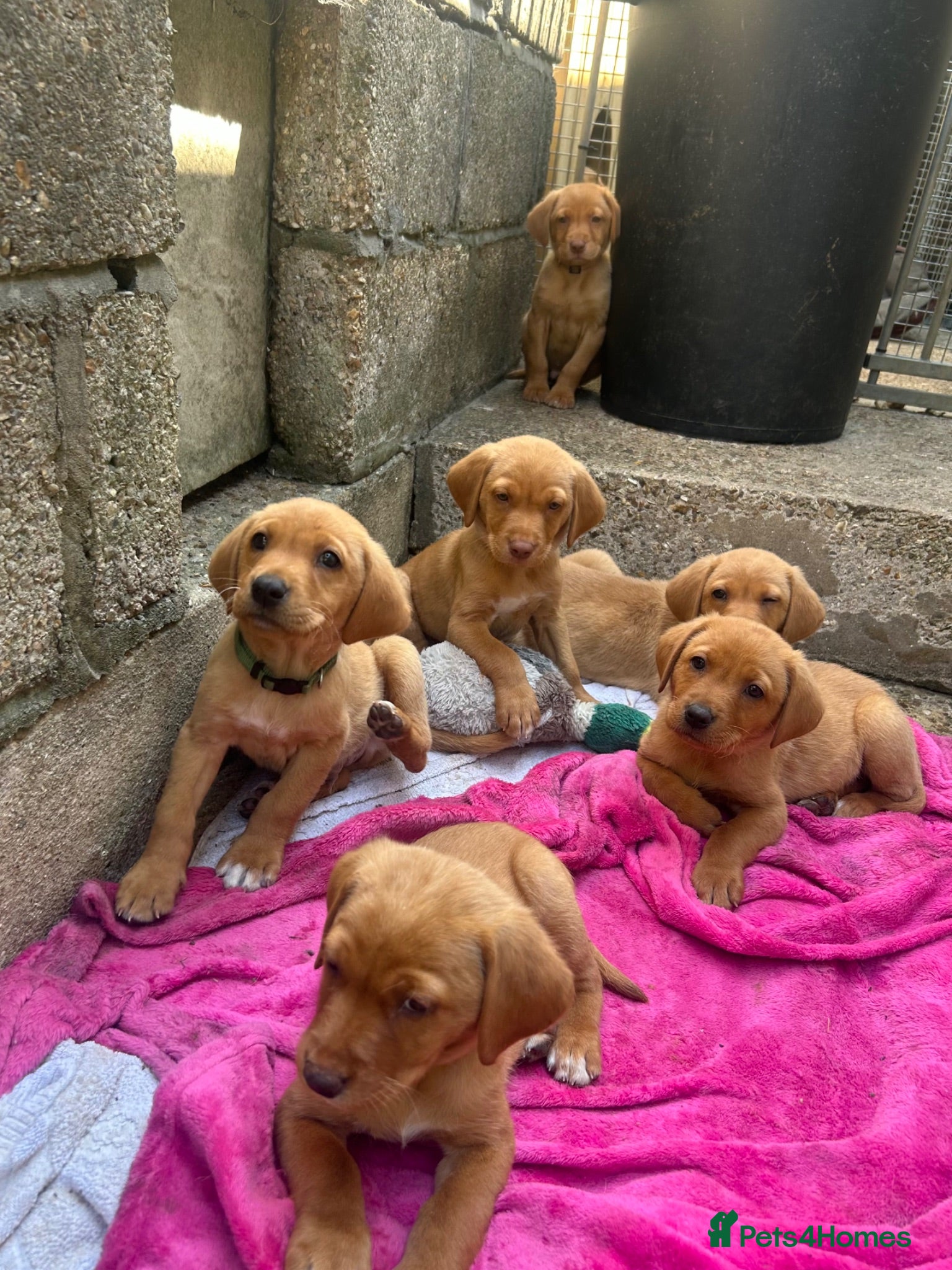 Labrador Retriever dogs Lab puppies - Advert 2