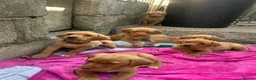 Labrador Retriever dogs for sale: Lab puppies - Advert 1
