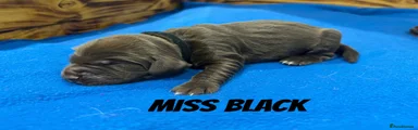 Miss Black