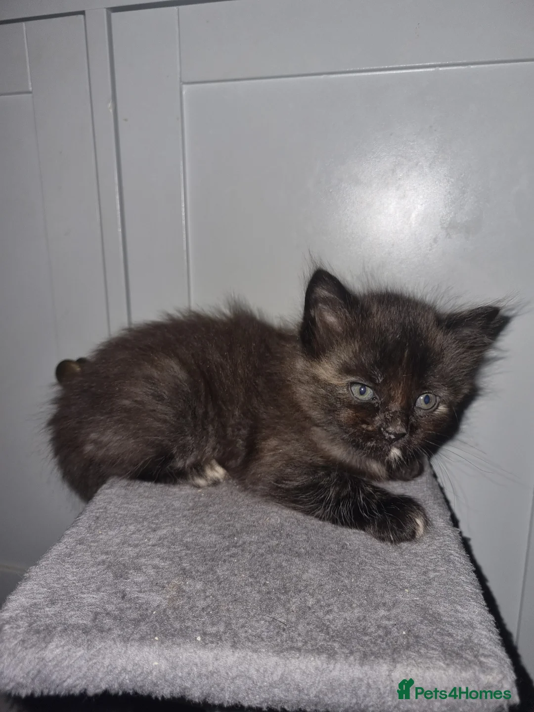 Mixed Breed cats for sale: 2 female tortishell  - Advert 2