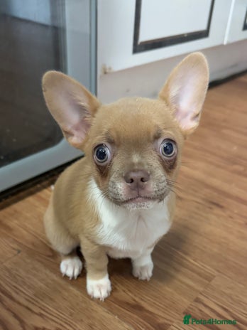 Mixed Breed dogs - Advert 13