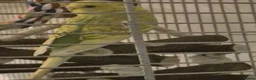 Budgerigars birds for sale: Young Male Budgie - Advert 6