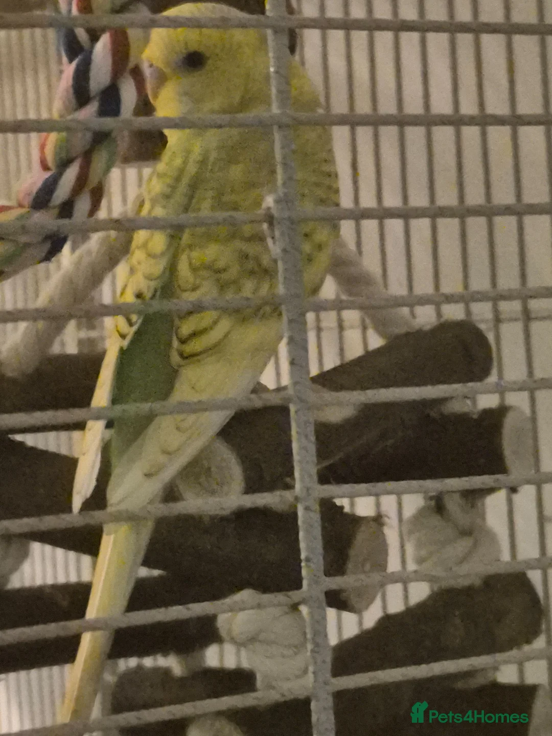 Budgerigars birds for sale: Young Male Budgie - Advert 6
