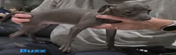 Italian Greyhound dogs for sale: 20 th feb KC reg quality  Just 1 blue boy & girl - Advert 11