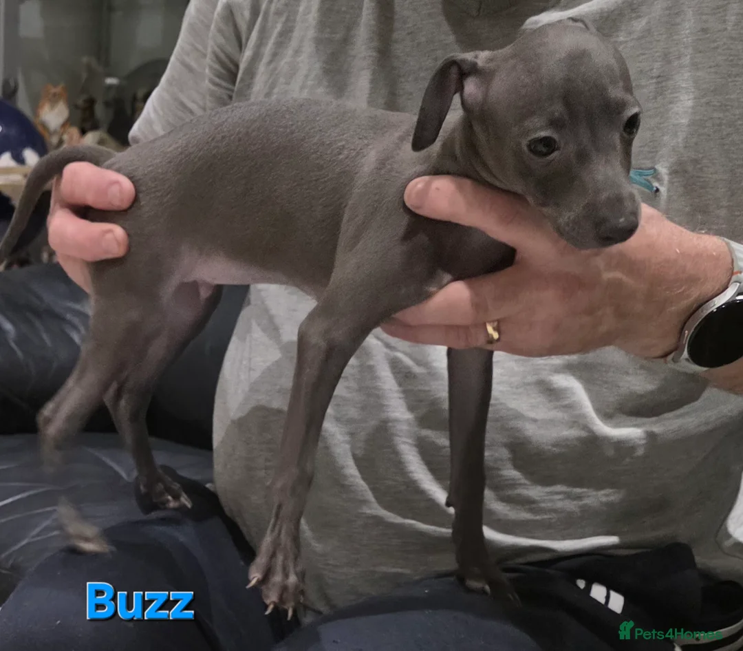 Italian Greyhound dogs for sale: 20 th feb KC reg quality  Just 1 blue boy & girl - Advert 11
