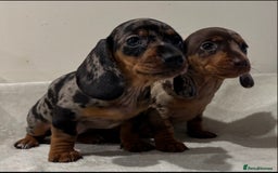 Miniature Dachshund dogs for sale: Gorgeous miniature dachshunds ready now  - Image 10